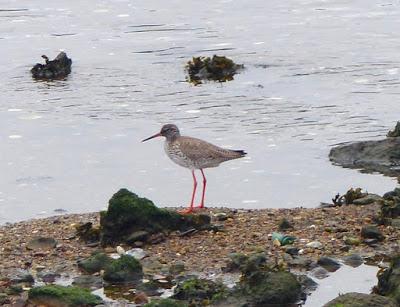 Archibebes en migración