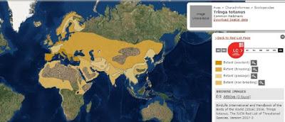 Archibebes en migración