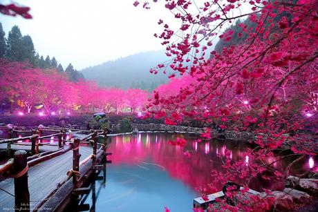 Lago japonés en el que los cerezos están en flor.