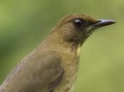 Zorzal chalchalero (Creamy-bellied Thrush) Turdus amaurochalinus