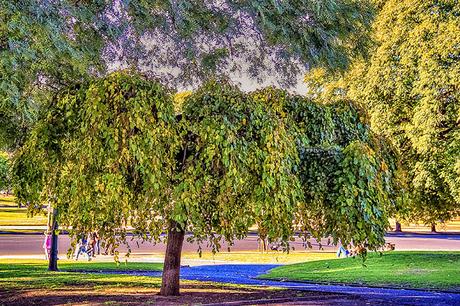 Árbol frondoso pequeño entre otros grandes.