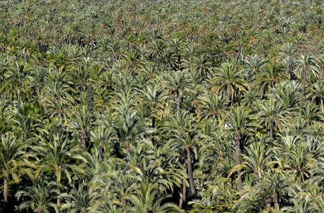 Dibujando entre Palmeras. Elche.