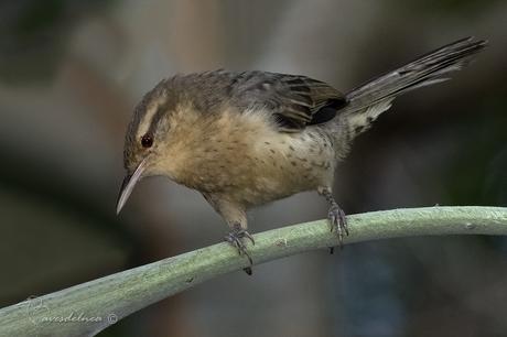 Ratona grande (Thrush-like Wren) Campylorhynchus turdinus