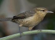 Ratona grande (Thrush-like Wren) Campylorhynchus turdinus