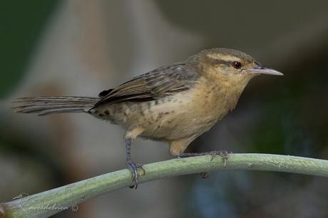 Ratona grande (Thrush-like Wren) Campylorhynchus turdinus Ratona grande (Thrush-like Wren) Campylorhynchus turdinus