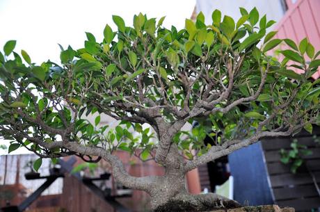 Ficus Retusa 2018
