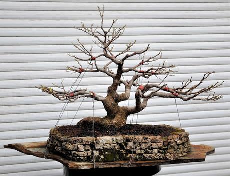 Ficus Retusa 2018