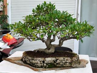 Ficus Retusa 2018