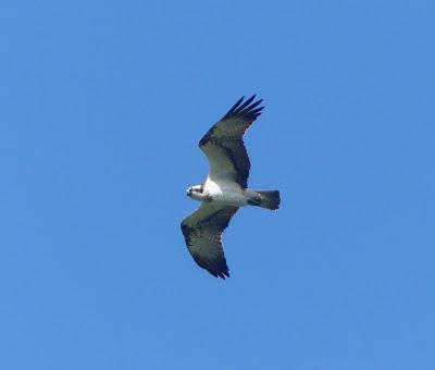 Un águila pescadora