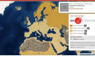 Un águila pescadora