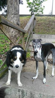 Vilma y la injusticia + Zarafa + Felicidad clandestina