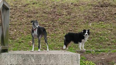 Vilma y la injusticia + Zarafa + Felicidad clandestina