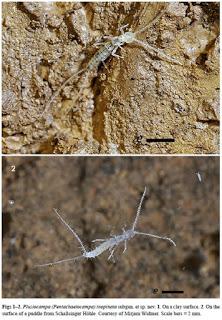 Gran hallazgo en cuevas de Alemania