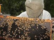 prohíbe tres insecticidas peligrosos para abejas