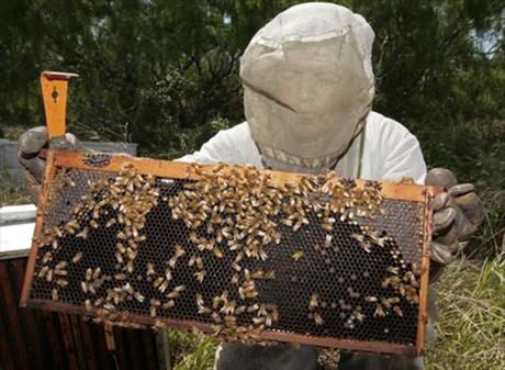 La UE prohíbe tres insecticidas peligrosos para las abejas
