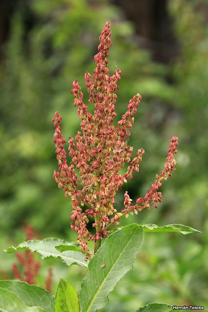 Acedera (Rumex crispus)