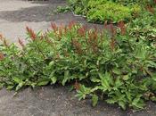 Acedera (Rumex crispus)