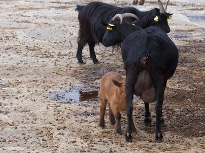 Cursa de reis a Sant Julia de Guardiola. Cursa de reis a Sant Julia de Guardiola.