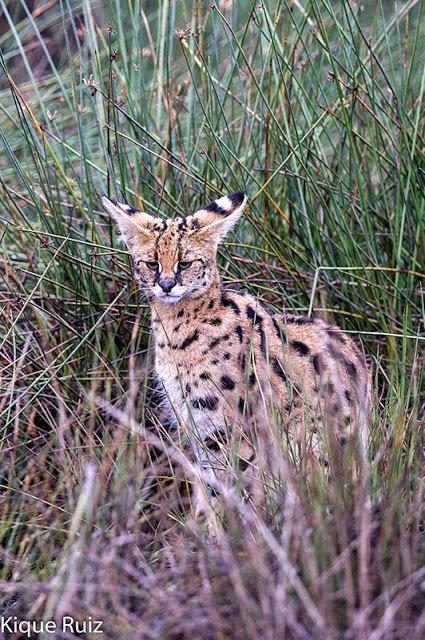 Serval