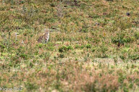 Serval