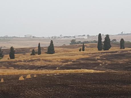 Terroristas palestinos queman campos israelíes. Terroristas palestinos queman campos israelíes.