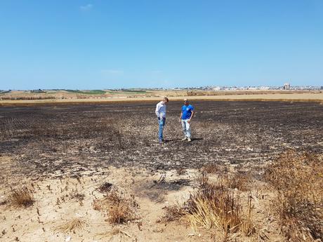 Terroristas palestinos queman campos israelíes. Terroristas palestinos queman campos israelíes.