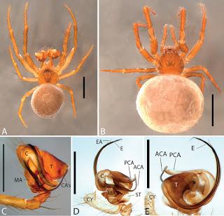 Nuevo género y nuevas especies de arañas en cuevas de Brasil