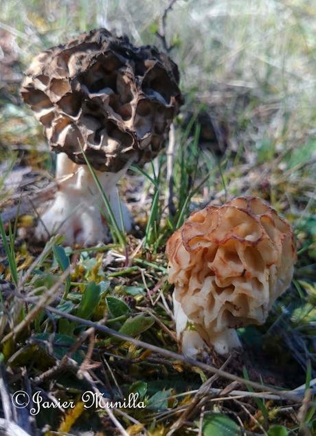 COLMENILLAS, LAS REINAS DE LA PRIMAVERA COLMENILLAS, LAS REINAS DE LA PRIMAVERA