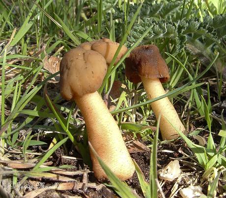 COLMENILLAS, LAS REINAS DE LA PRIMAVERA COLMENILLAS, LAS REINAS DE LA PRIMAVERA
