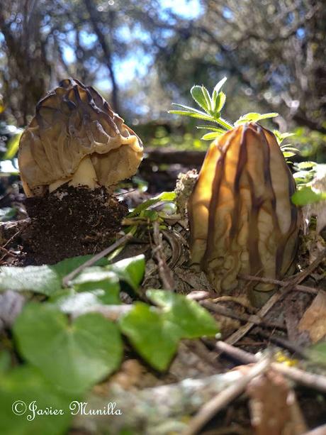 COLMENILLAS, LAS REINAS DE LA PRIMAVERA COLMENILLAS, LAS REINAS DE LA PRIMAVERA