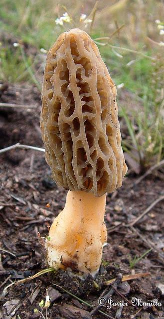 COLMENILLAS, LAS REINAS DE LA PRIMAVERA COLMENILLAS, LAS REINAS DE LA PRIMAVERA