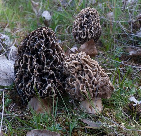 COLMENILLAS, LAS REINAS DE LA PRIMAVERA