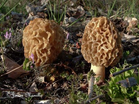 COLMENILLAS, LAS REINAS DE LA PRIMAVERA COLMENILLAS, LAS REINAS DE LA PRIMAVERA