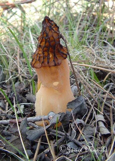 COLMENILLAS, LAS REINAS DE LA PRIMAVERA COLMENILLAS, LAS REINAS DE LA PRIMAVERA