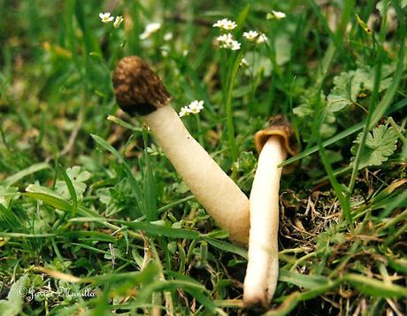 COLMENILLAS, LAS REINAS DE LA PRIMAVERA COLMENILLAS, LAS REINAS DE LA PRIMAVERA