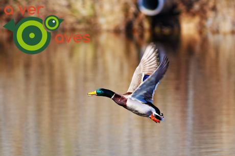 La belleza de las aves comunes