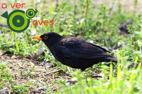 La belleza de las aves comunes