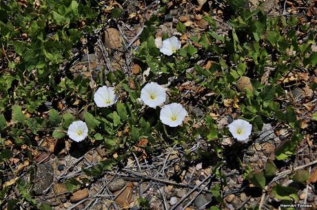 (Convolvulus bonariensis)