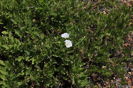 (Convolvulus bonariensis)