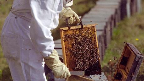 Capacitarán a productores apícolas sobre el sistema de trazabilidad