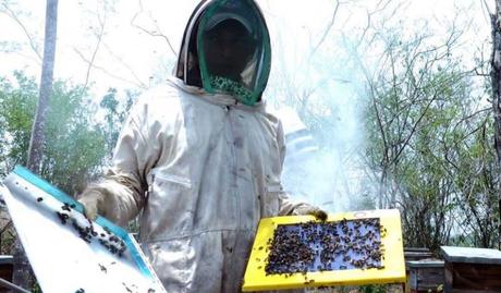 Caldas lucha por mantener la apicultura