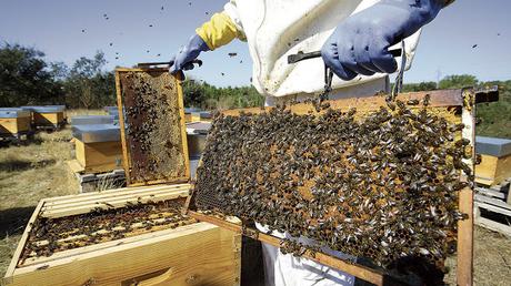 La helada, la sequía y el prolongado invierno diezman los colmenares La helada, la sequía y el prolongado invierno diezman los colmenares