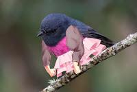 Las Aves exóticas de Papel más hermosas de internet