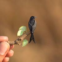 Las Aves exóticas de Papel más hermosas de internet