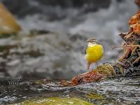 Las Aves exóticas de Papel más hermosas de internet