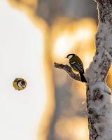 Las Aves exóticas de Papel más hermosas de internet