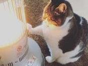 Precioso gato adora calentador espacios frio invierno