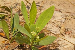 Dichapetalum cymosum (Gifblaar)