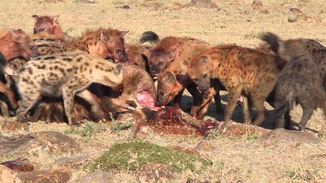 CORPORATIVISMO JUDICIAL Y DOBLE VARA DE MEDIR  El repugnante suceso de una jauría y la discutida pena que se le impone, la postura de uno de los jueces del tribunal y las palabras acusatorias de un ministro han encendido las opiniones. Pero hay dos int...