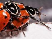 pequeño glosario películas porno